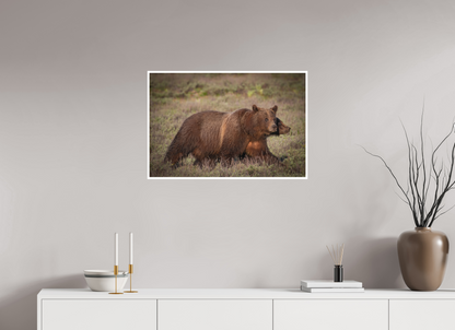 30 x 20″, Fine art print "Grizzly 399 on the Move"