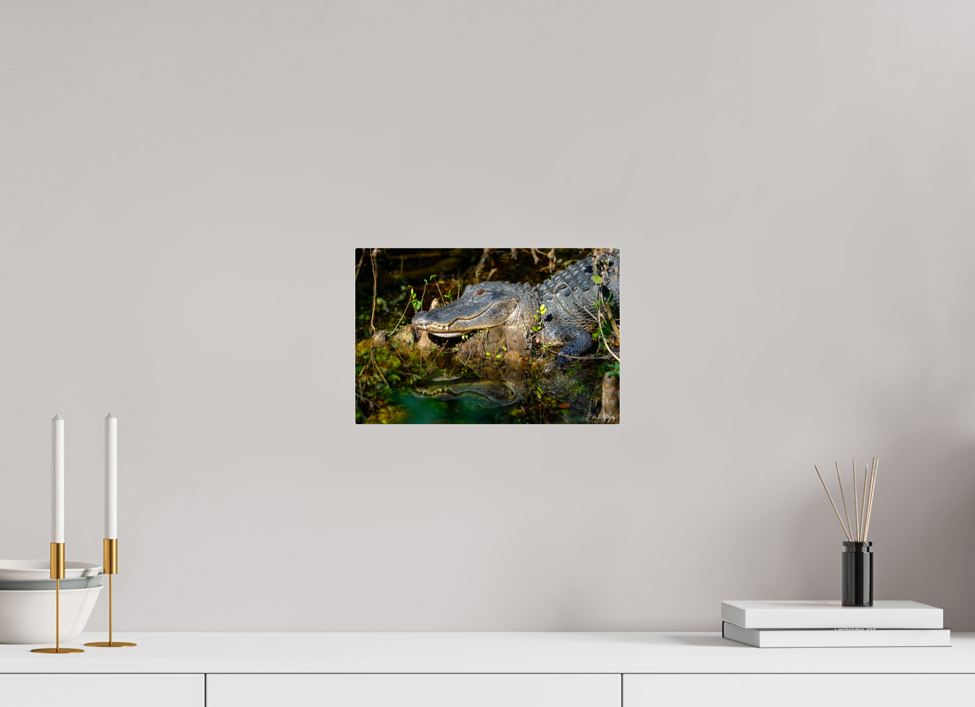 12 x 8″, Acrylic "Shadow of the Cypress" - American Alligator