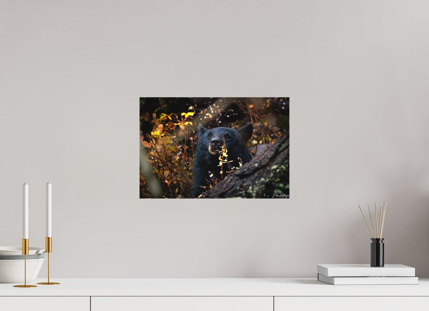 15 x 10″, Canvas "Autumn Watch" - Black Bear