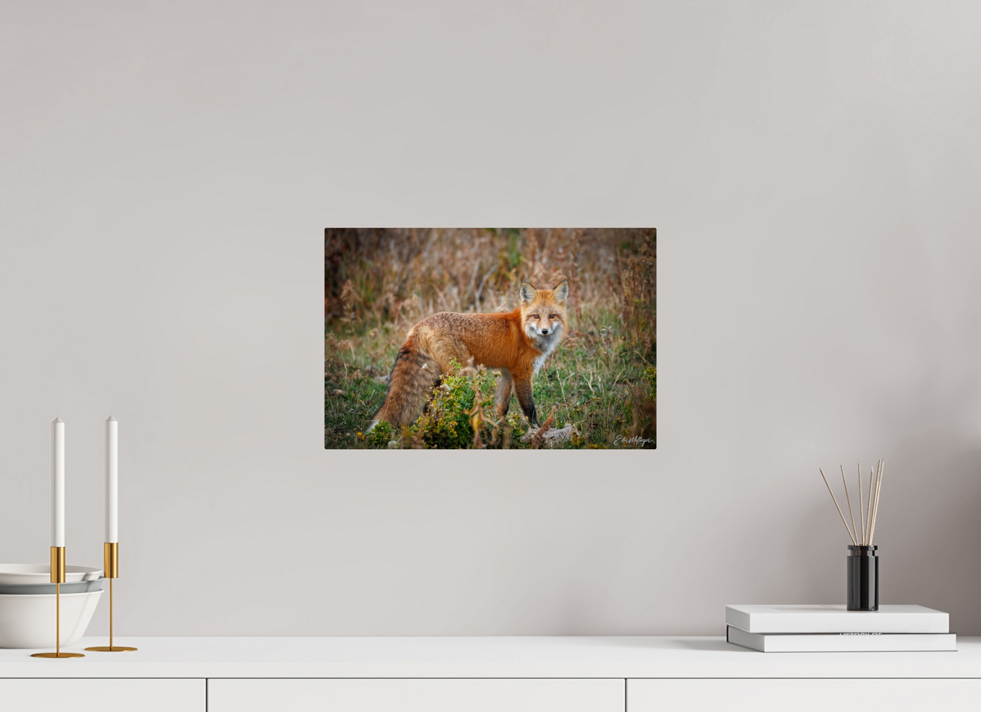 15 x 10″, Metal "Ember in the Grass" - Red Fox