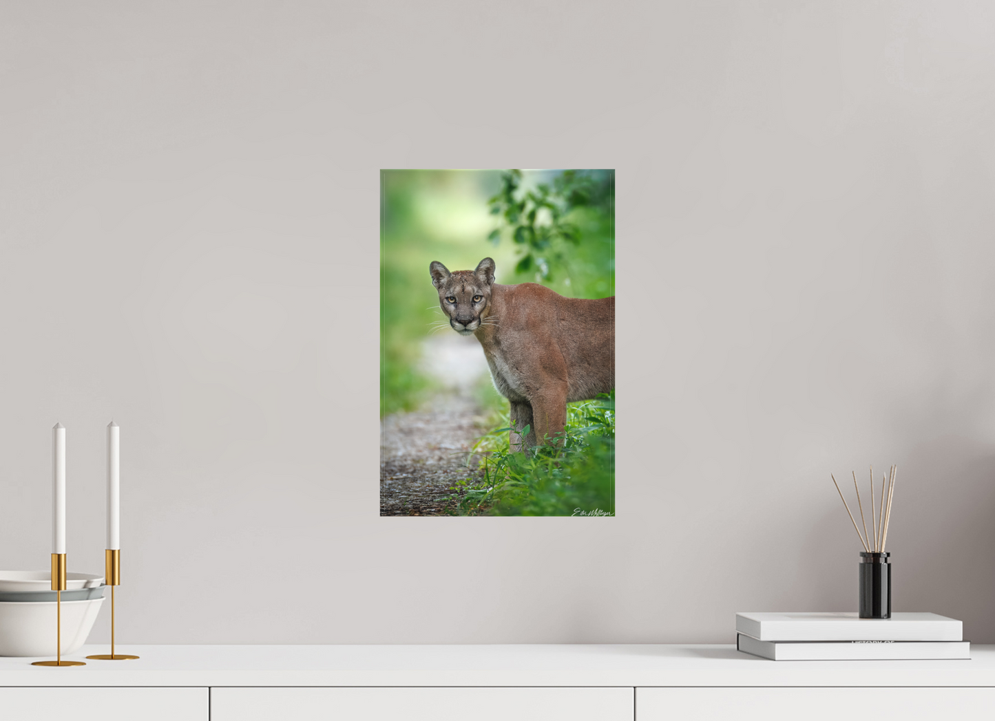10 x 15″, Canvas "Ghost of the Green Forest" - Florida Panther, vertical