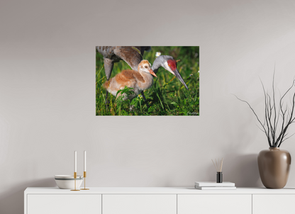 30 x 20″, Canvas "Guiding the Next Generation" - Sandhill Cranes