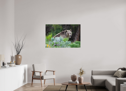 Yawning bear