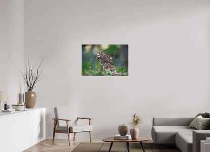 36 x 24″, Canvas "Burrowlight" - Burrowing Owls