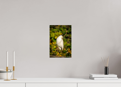 8 x 12″, Metal "Golden Light, White Silence" - Great Egret