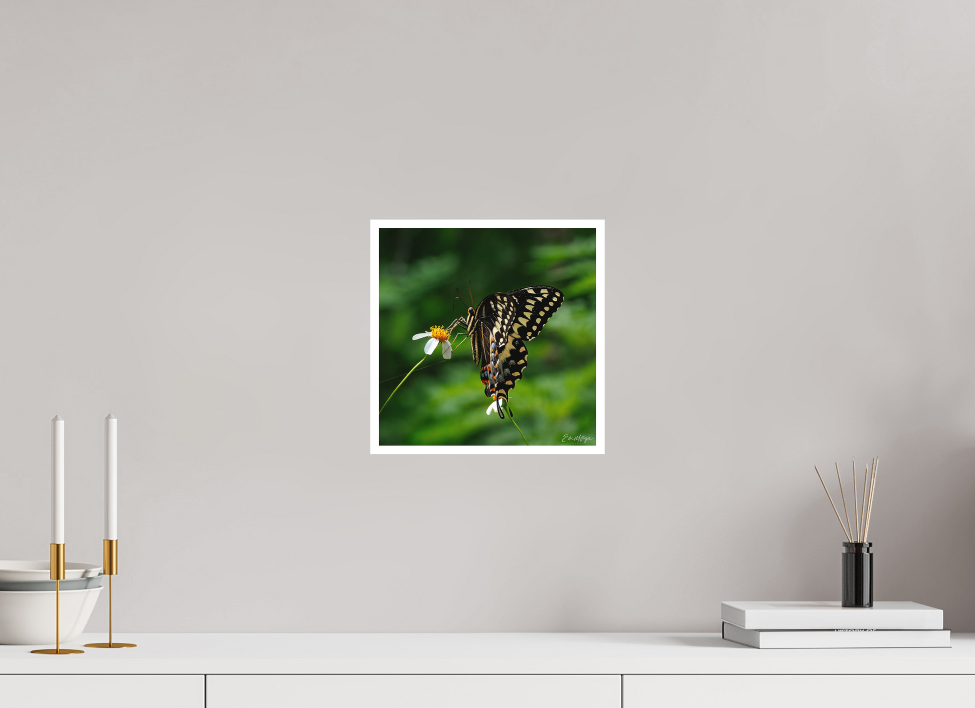 10 x 10″, Fine art print "Wildflower Landing" - Black Swallowtail