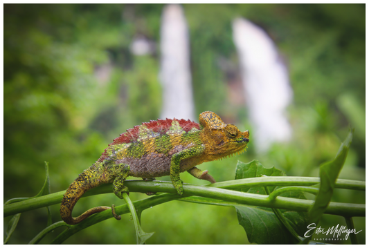 Main image "Guardian of the Falls" - Chameleon in the Rainforest