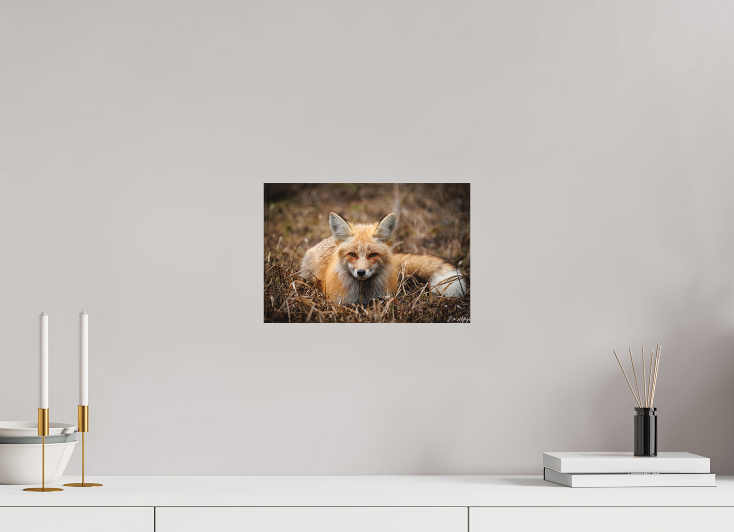 12 x 8″, Canvas "Resting Ember" - Red Fox