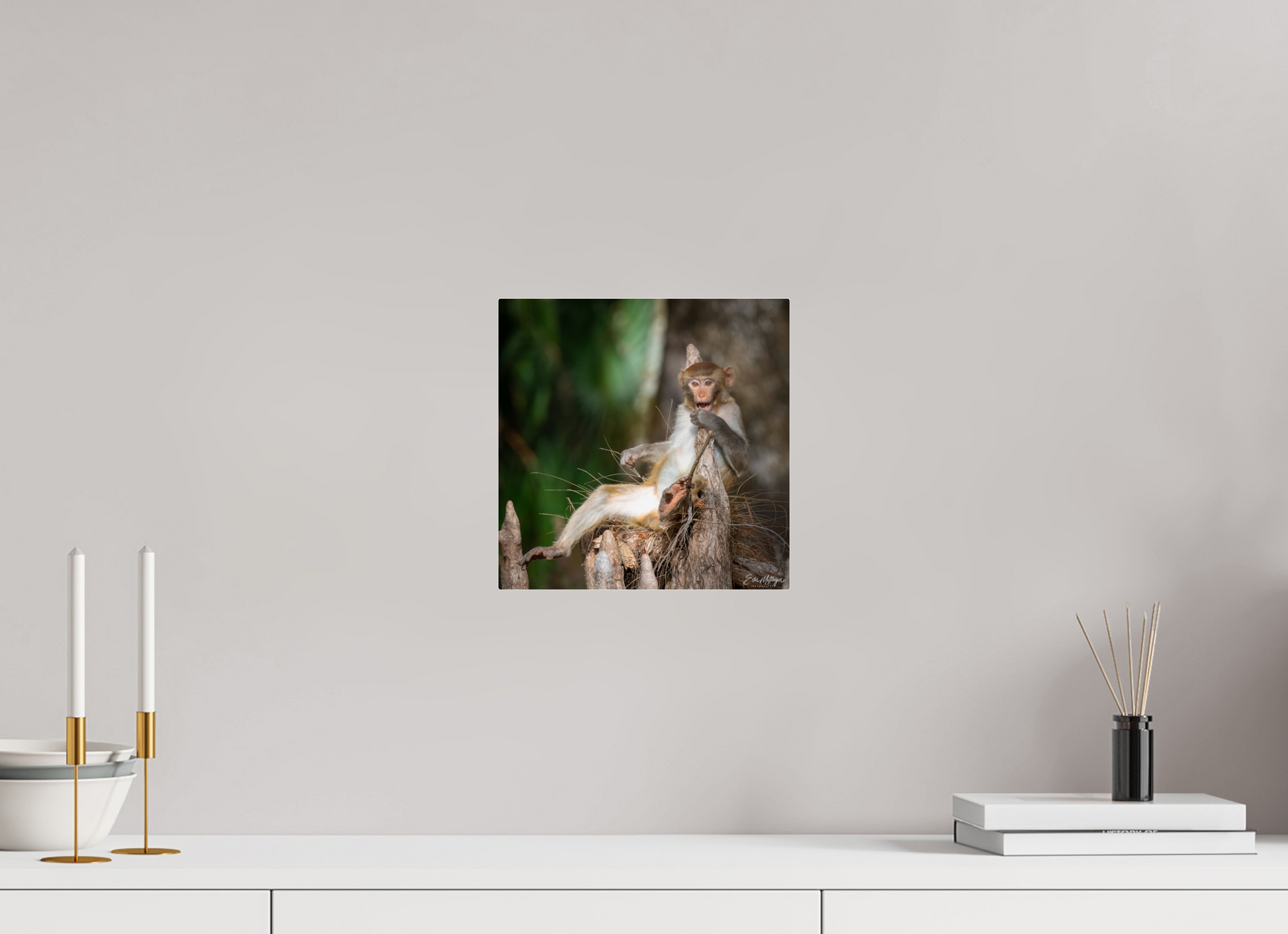 10 x 10″, Acrylic "Silver Song" - Rhesus Macaque