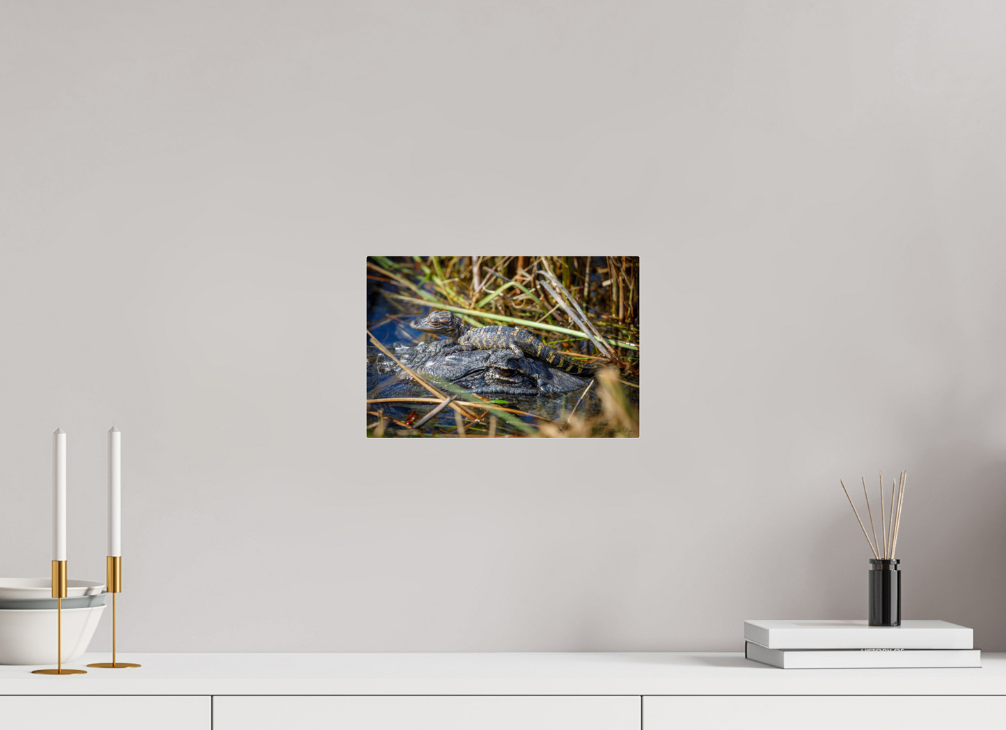 12 x 8″, Acrylic "Perched Above" - Baby Alligator