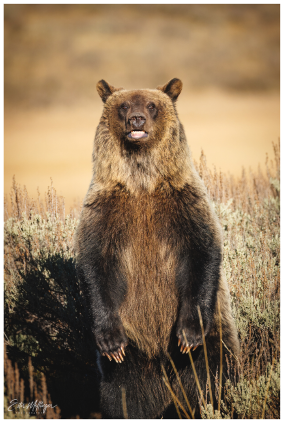 Main image "Grin & Grizzly" - Grizzly Bear