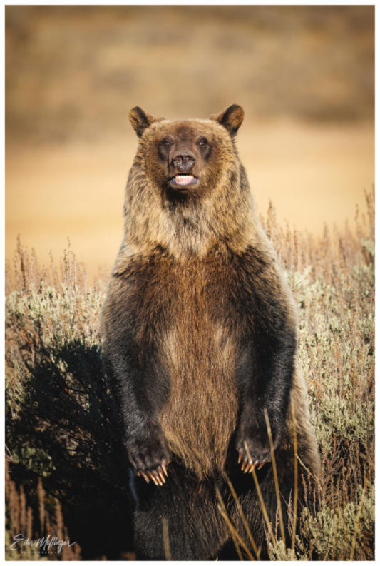 Main image "Grin & Grizzly" - Grizzly Bear