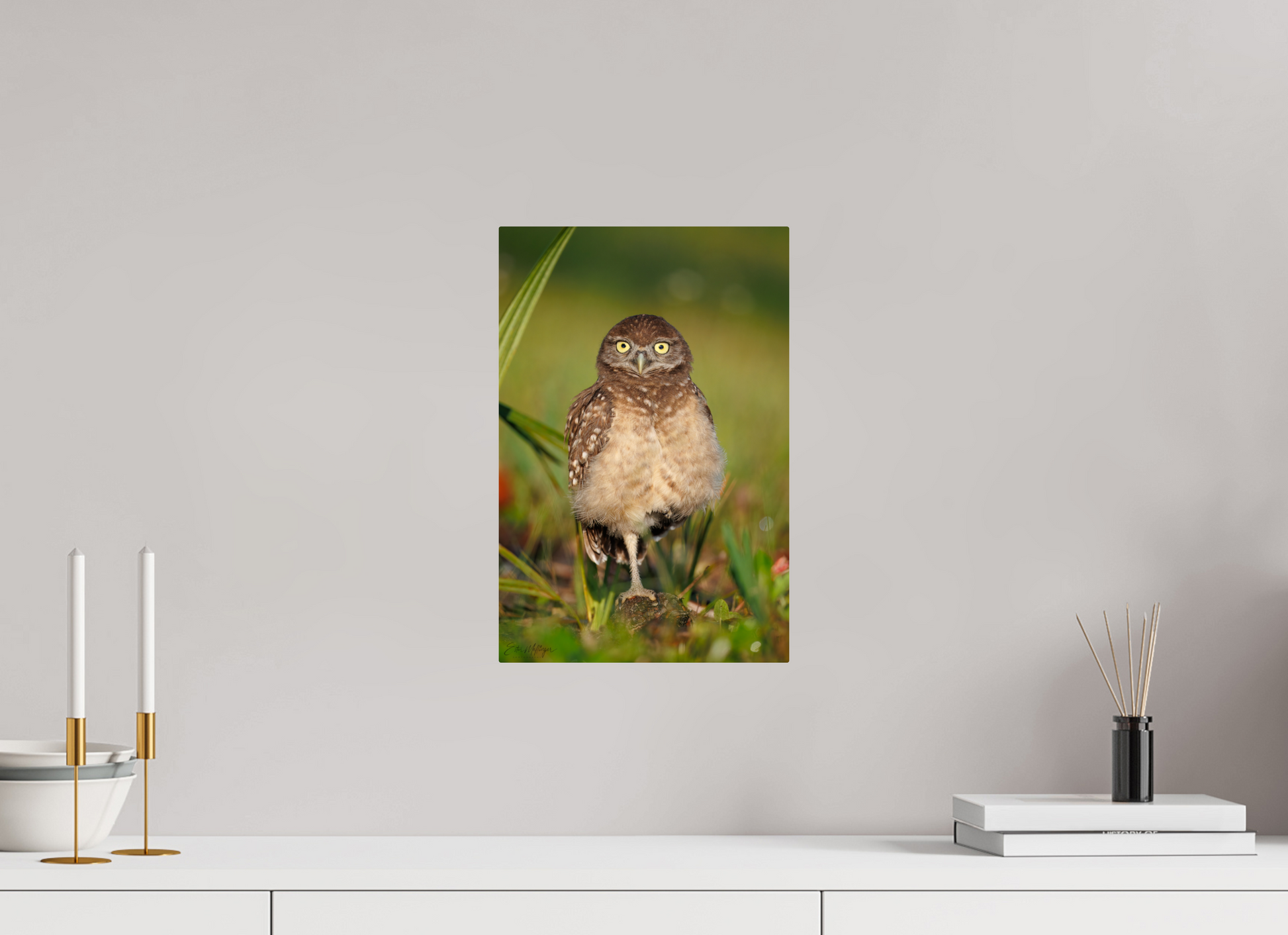 10 x 15″, Metal "Little Lookout" - Burrowing owlet