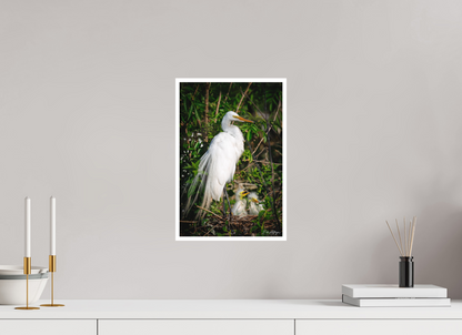 10 x 15″, Fine art print "Family Moment" - Great Egrets