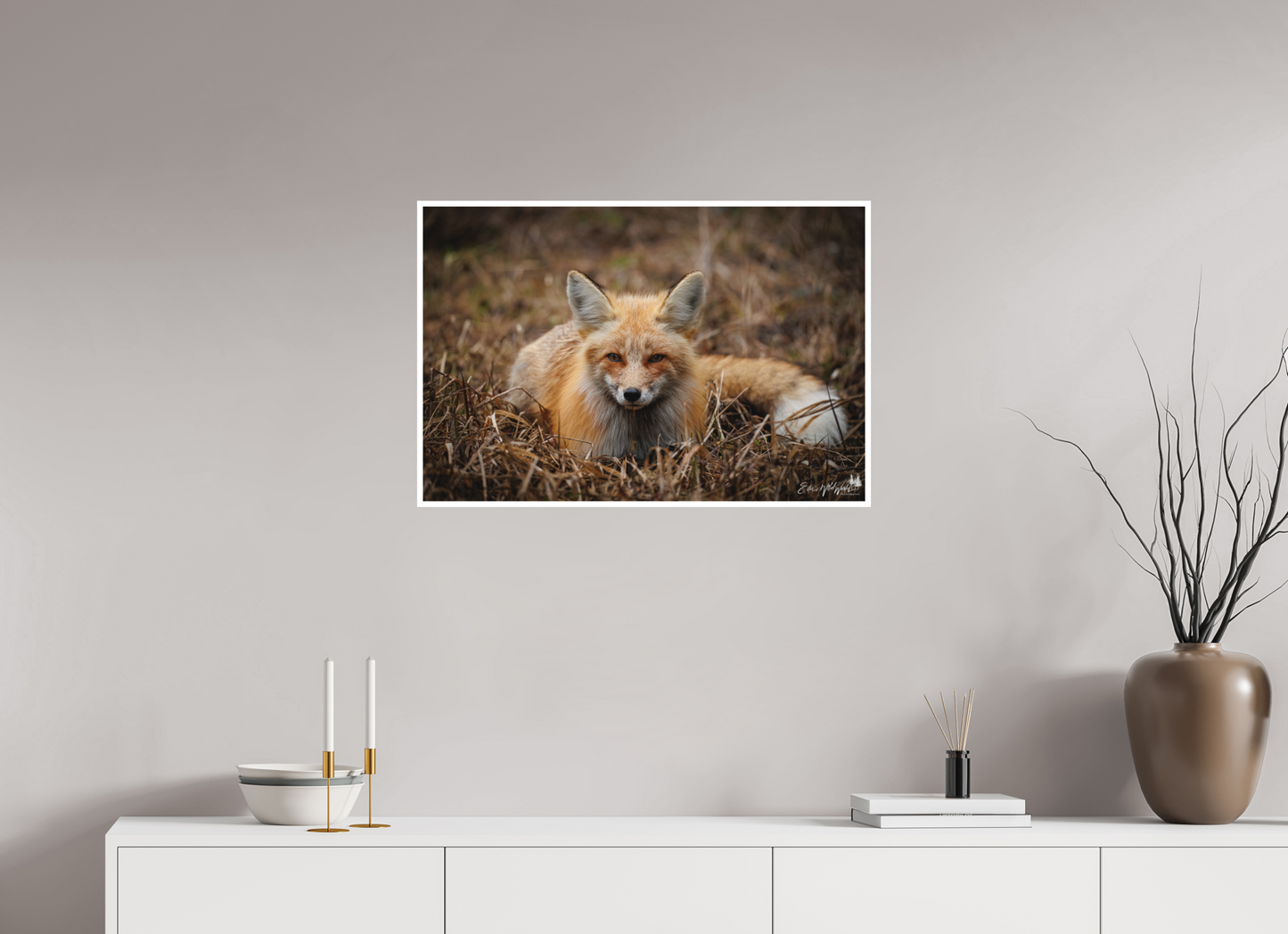 Bedded down fox