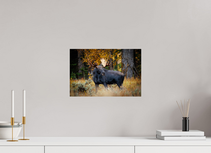 15 x 10″, Acrylic "Guardian of the Gros Ventre" - Bull moose