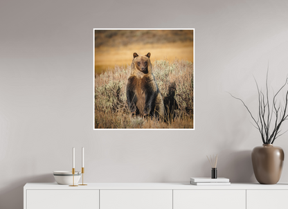 30 x 30″, Fine art print "Standing Tall" - Grizzly Bear
