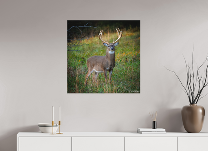 30 x 30″, Canvas "Majesty of the cove" - White-tailed Buck