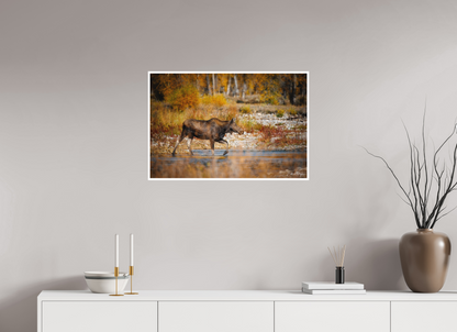 30 x 20″, Fine art print "Grace of Gros Ventre" - Moose