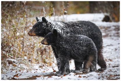 Main image "Guardians of the Snow" - Black Bears