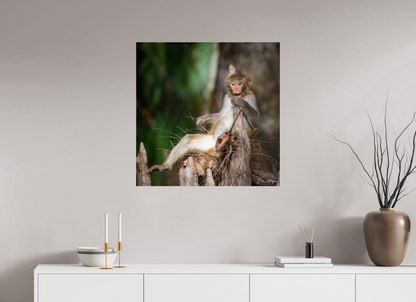 30 x 30″, Metal "Silver Song" - Rhesus Macaque