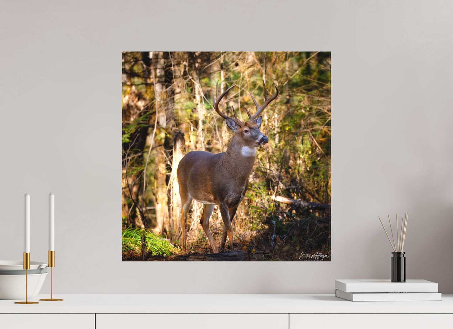 20 x 20″, Canvas "King of the Timberline" - White-tailed Buck