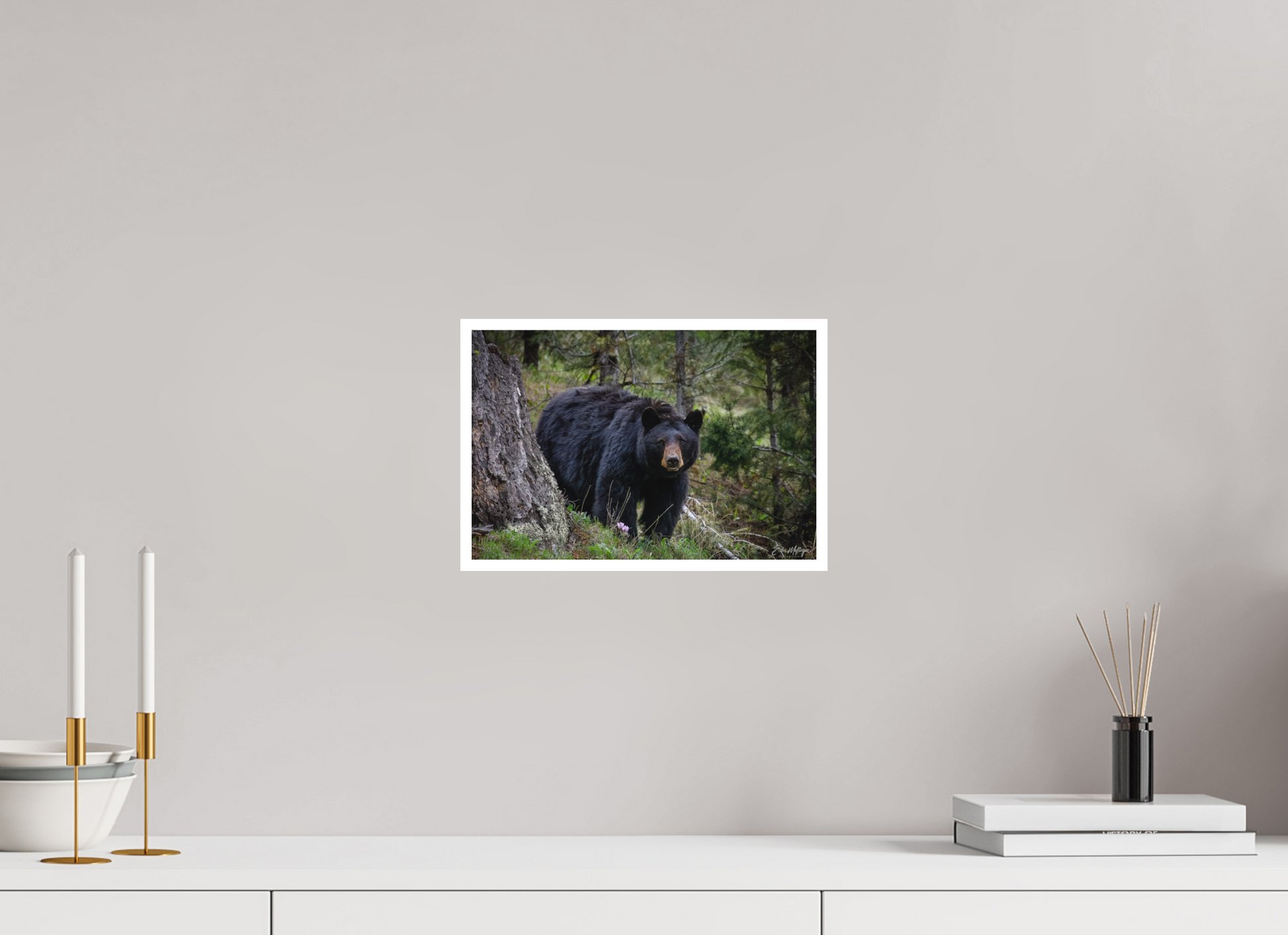 12 x 8″, Fine art print "Silent Gaze" - Black Bear