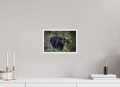 12 x 8″, Fine art print "Silent Gaze" - Black Bear