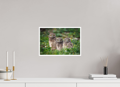 15 x 10″, Fine art print Three Little Burrowing Owls - Burrowing Owls