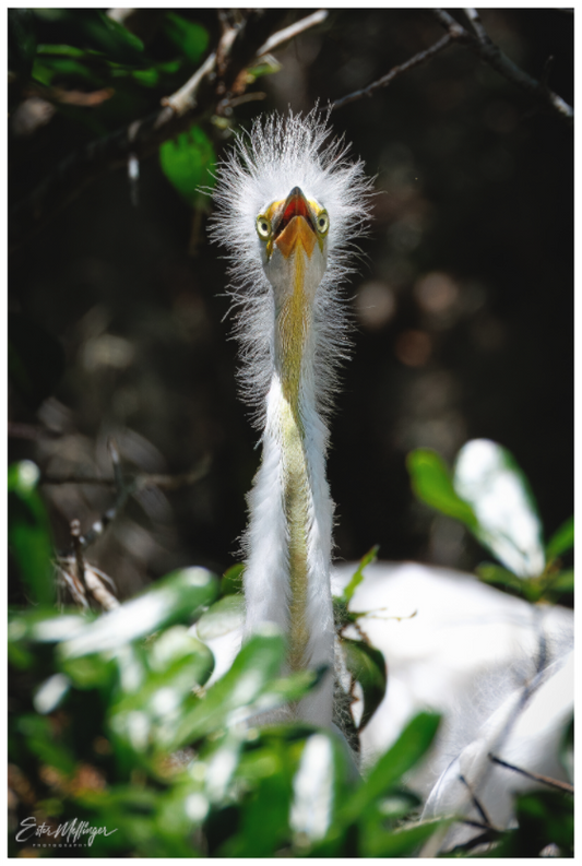 Main image "Wetland Punk" - Great Egret