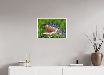 24 x 16″, Fine art print "Wide Open" - American Alligator