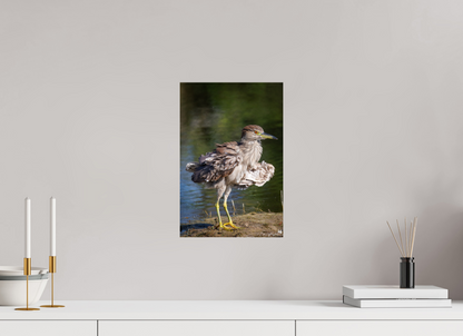 Juvenile night heron