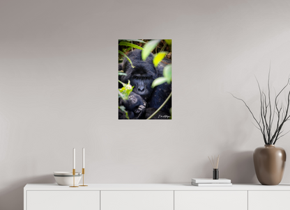 16 x 24″, Metal "The Watchful One' - Silverback and his young