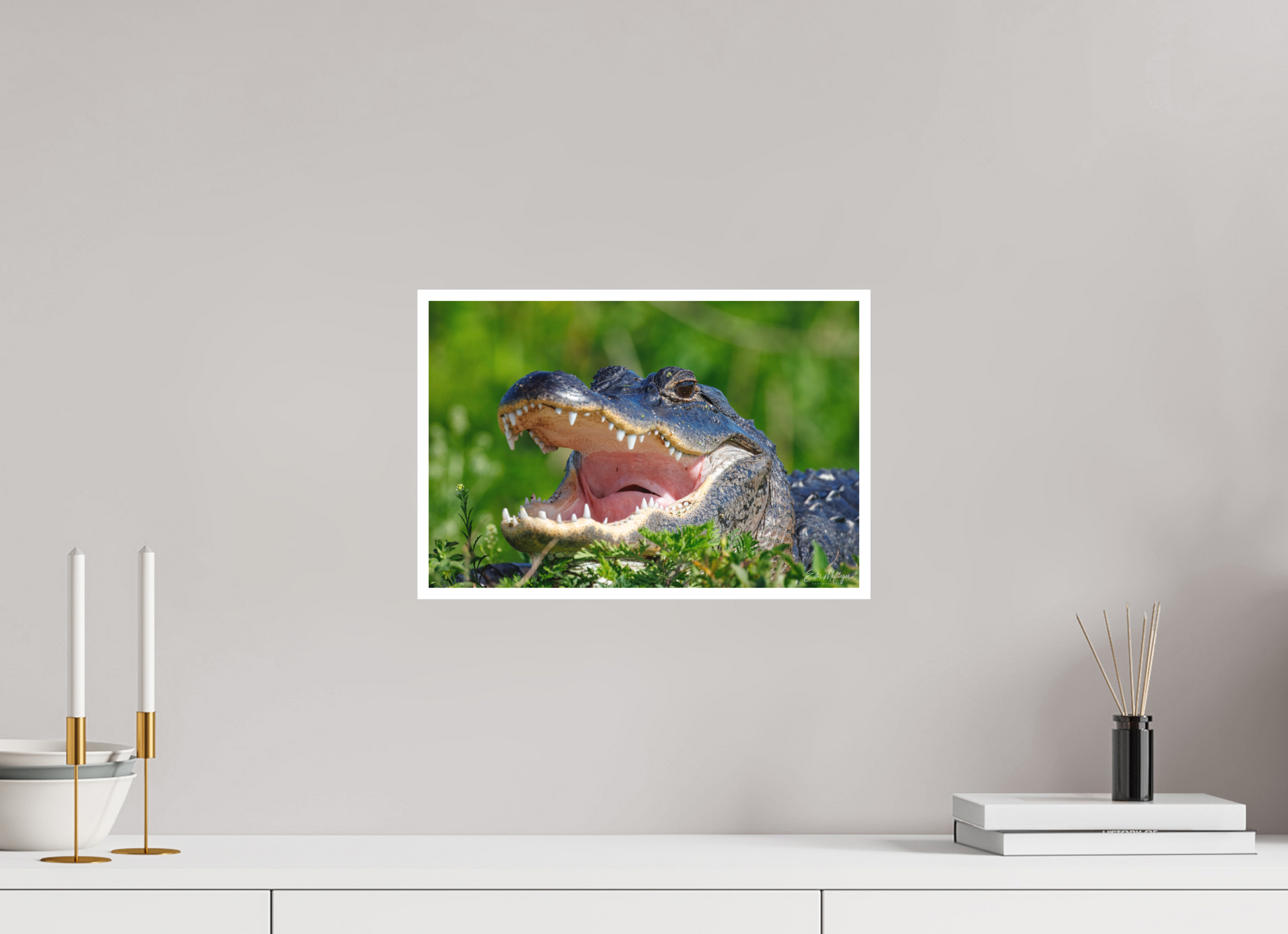 15 x 10″, Fine art print "Wide Open" - American Alligator