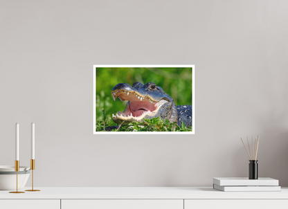15 x 10″, Fine art print "Wide Open" - American Alligator