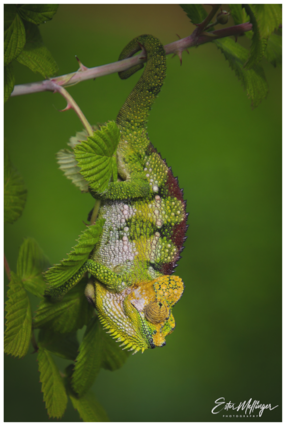 Main image "Emerald Acrobat" - Chameleon of the Rainforest