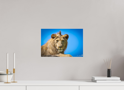 Lion stare