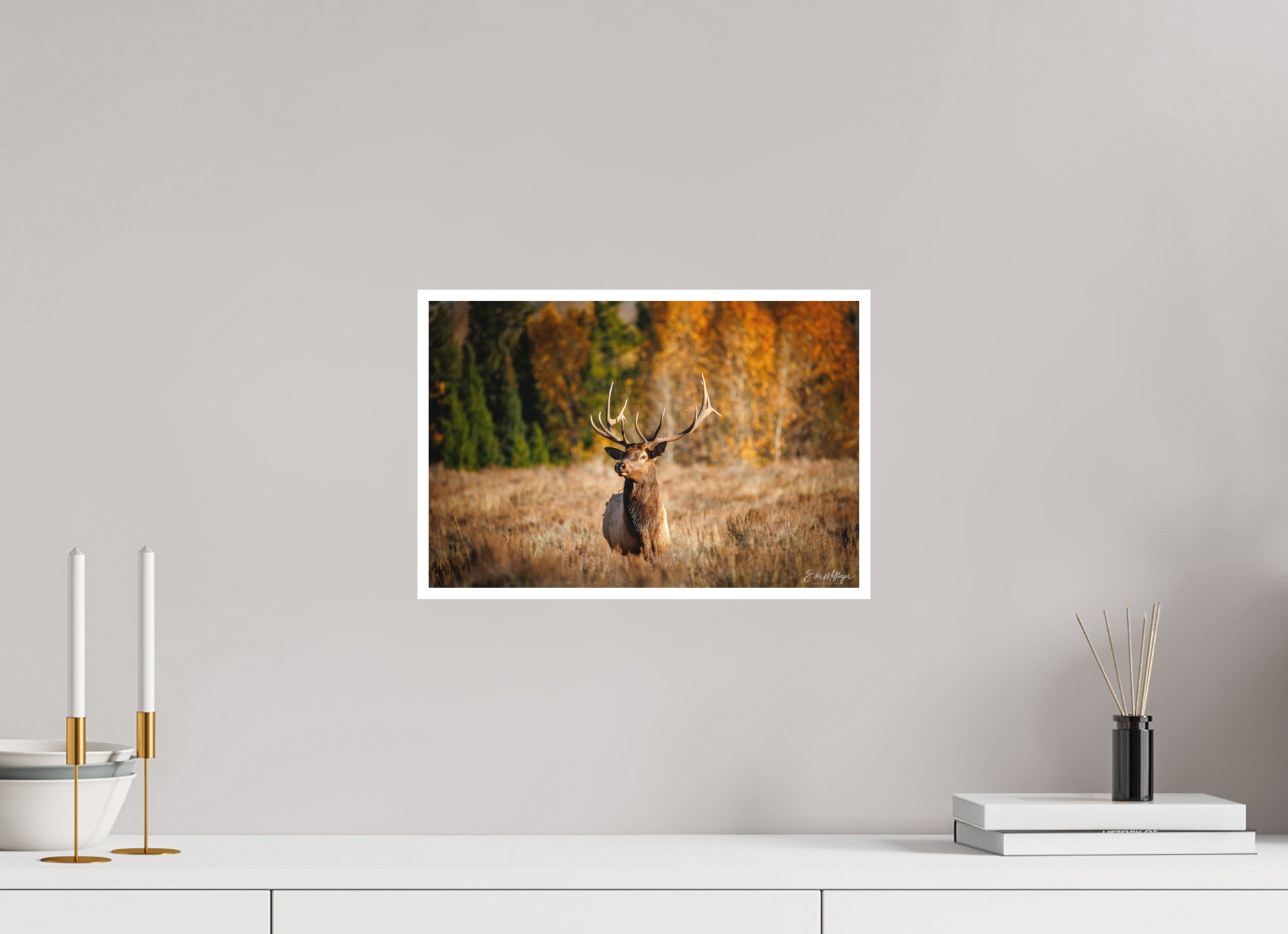 15 x 10″, Fine art print "Autumn Sentinel" - Bull Elk