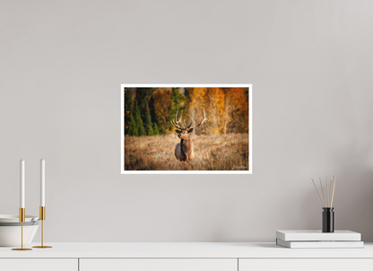 15 x 10″, Fine art print "Autumn Sentinel" - Bull Elk
