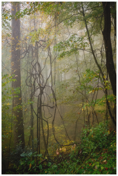 Main image "The Heart of the Forest"