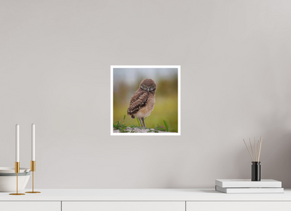 10 x 10″, Fine art print "The Stare Down" - Burrowing owlet