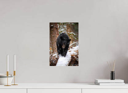10 x 15″, Acrylic "Little Snow Walker" - Black Bear