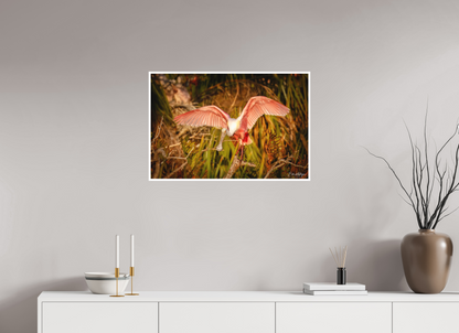 30 x 20″, Fine art print "Golden Builder" - Roseate Spoonbill