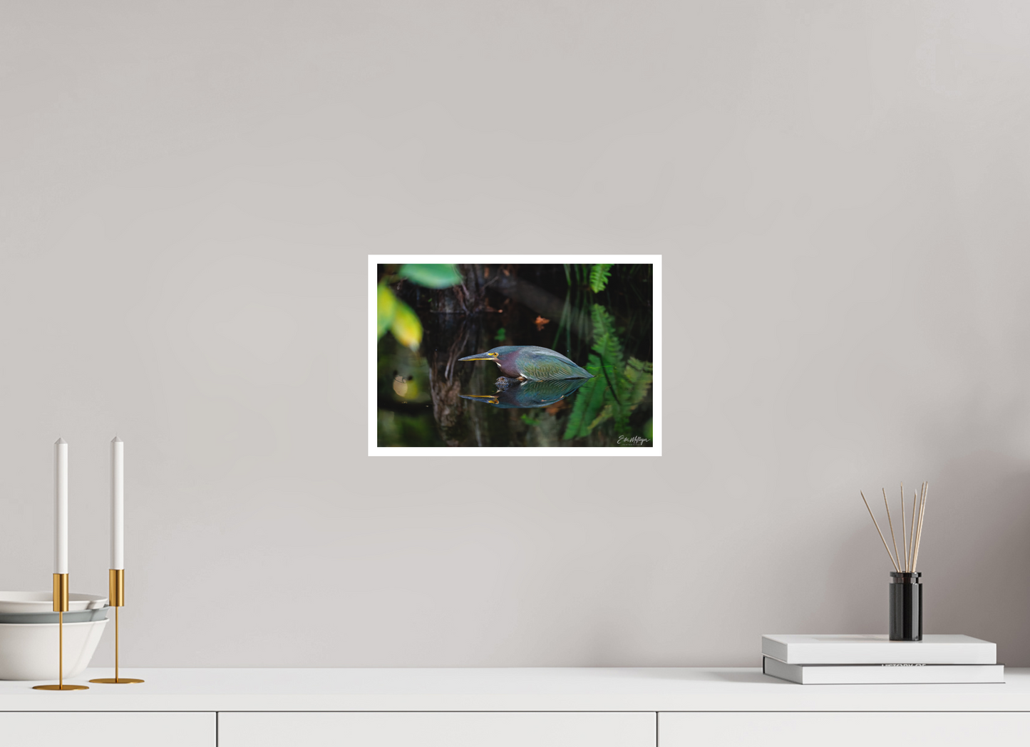 12 x 8″, Fine art print "Reflections in the Cypress" - Green Heron