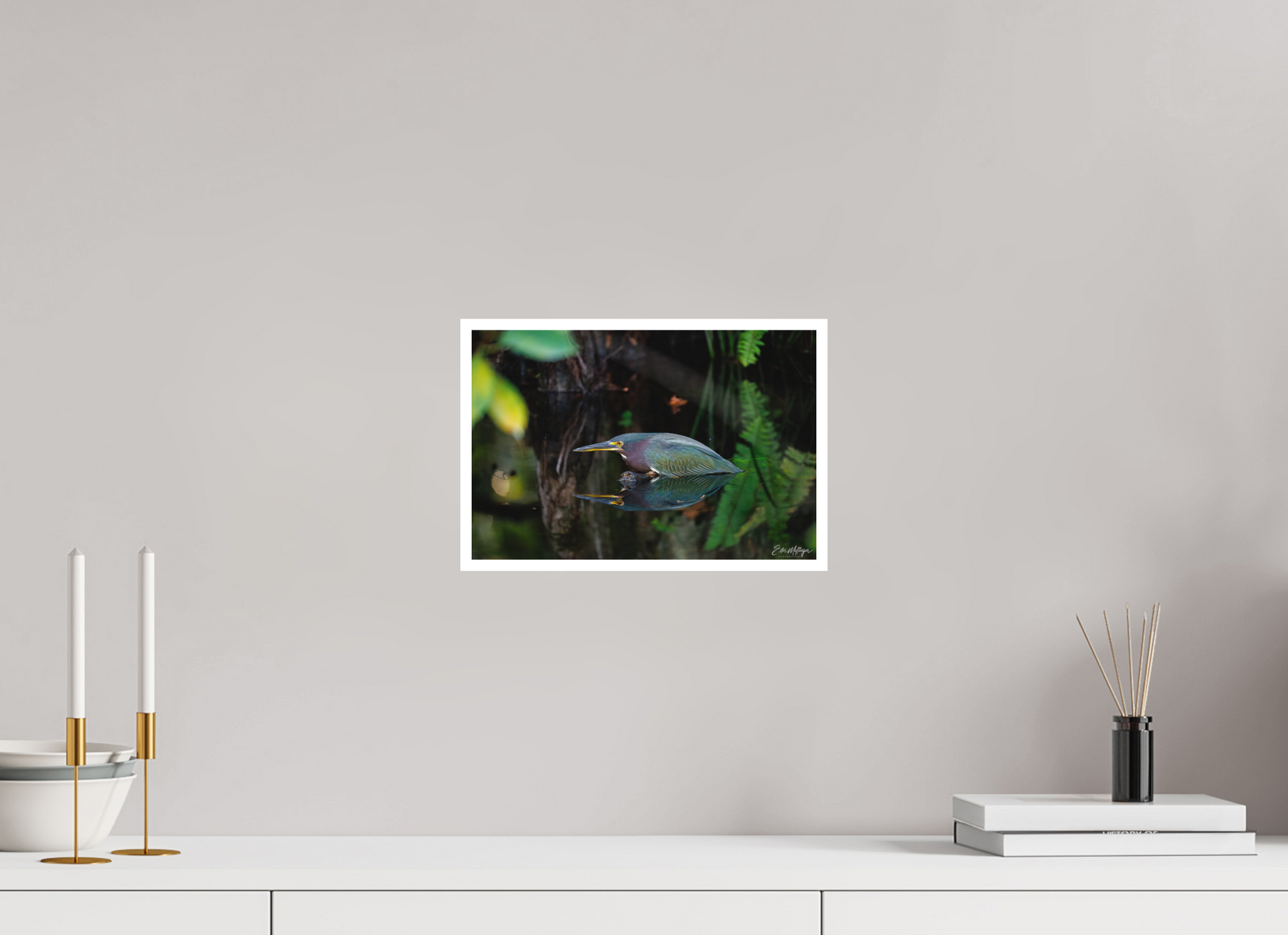 12 x 8″, Fine art print "Reflections in the Cypress" - Green Heron