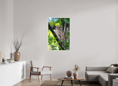 30 x 45″, Fine art print "..." - Barred Owl