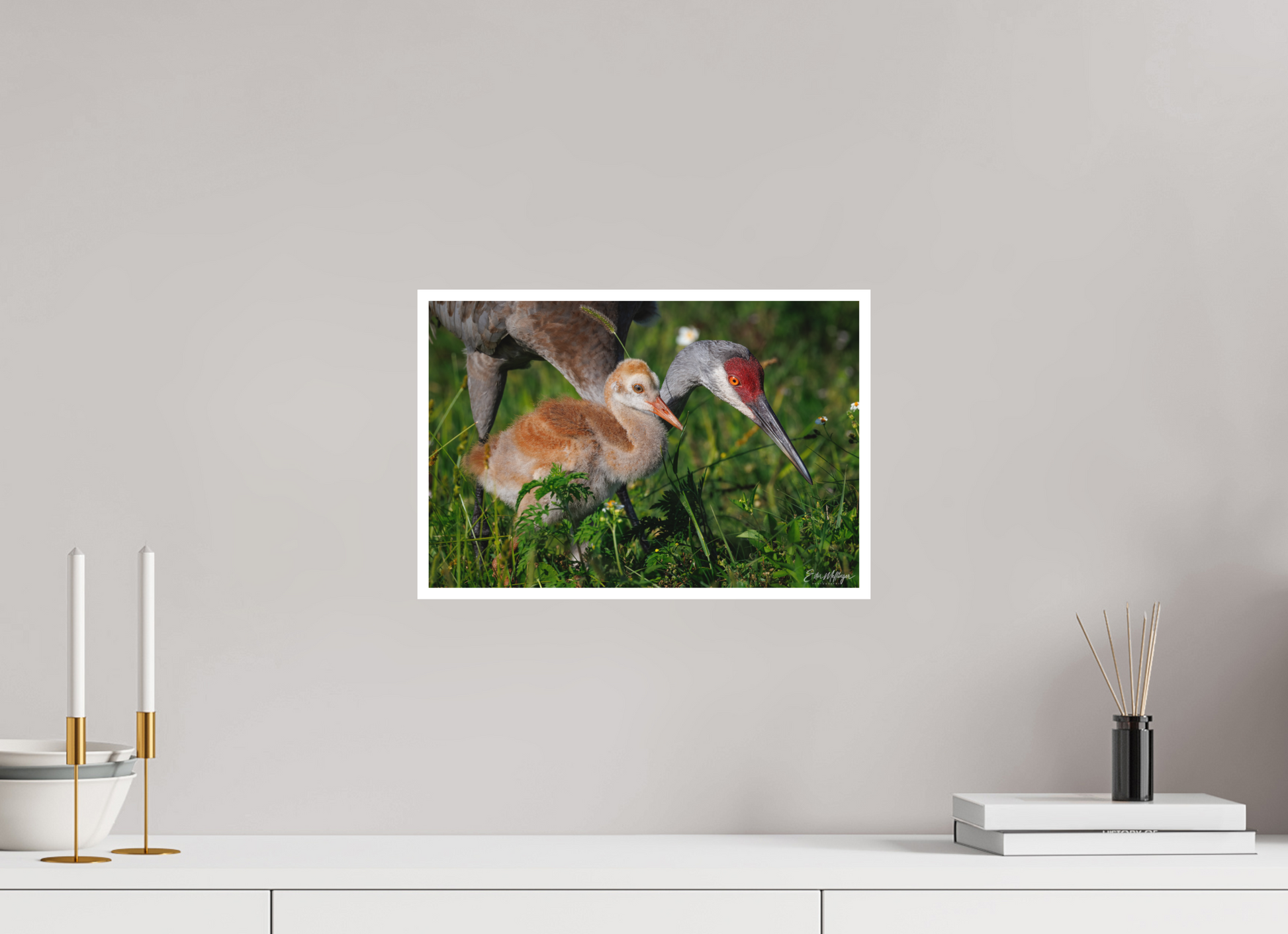 15 x 10″, Fine art print "Guiding the Next Generation" - Sandhill Cranes