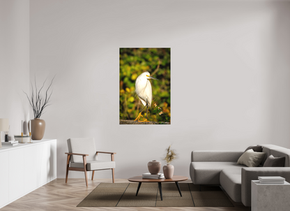 36 x 54″, Canvas "Golden Light, White Silence" - Great Egret
