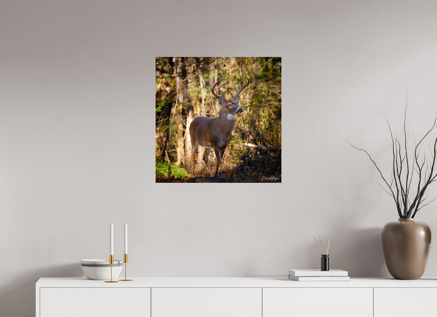 25 x 25″, Metal "King of the Timberline" - White-tailed Buck