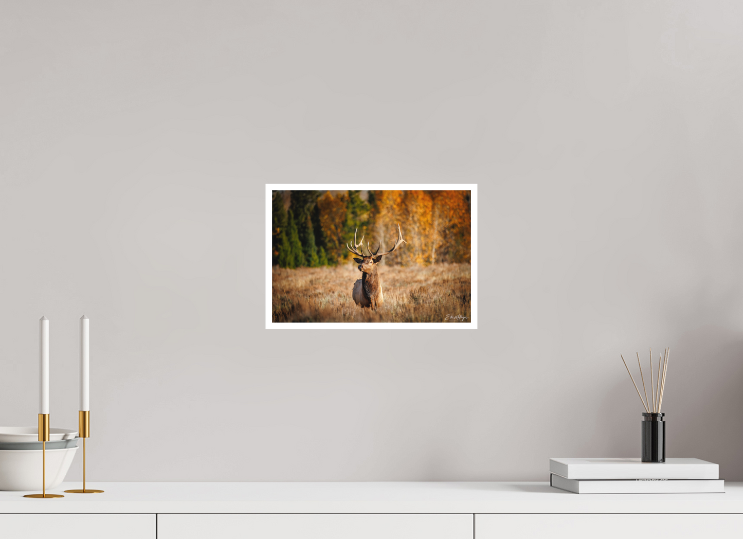 12 x 8″, Fine art print "Autumn Sentinel" - Bull Elk